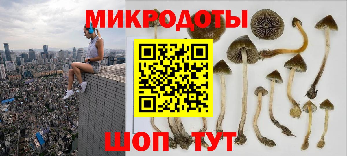 Галлюциногенные грибы Psilocybine cubensis Волжск